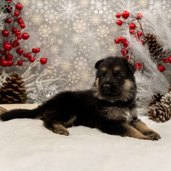 Brock, German Shepherd Puppy